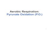 Aerobic Respiration: Pyruvate Oxidation (P.O.) · the Krebs Cycle, it is oxidized in the transition step P.O. • Pyruvate molecules are actively transported into the mitochondrial