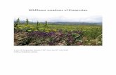 Wildflower meadows of Kyrgyzstan - Hardy Plant Society · 24/06/2018 Skazka valley Trek and botanising in Skazka valley. 25/06/2018 Skazka Valley gorge Botanising in Skazka Valley