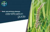 Seed- and soil-borne diseases identification guide · However, loose smut can also infect wheat and oats. The disease takes hold when air-borne fungal spores from infected plants