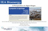 A Perspective on Algae Biogas · Energy is not all about electricity •The share of biofuels from cereal and other starch rich crops, sugar and oil crops limited to 7% as of April