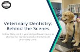 Veterinary Dentistry: Behind the Scenes - …...Follow Abby, an 8 ½ year old golden retriever, as she has her teeth cleaned at Portsmouth Veterinary Clinic. Veterinary Dentistry: