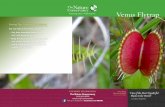 Venus Flytrap - WordPress.com · trap. it bears a white flower. To this surprising plant, i have given the name Fly Trap.” a few years later, someone sent a flytrap to Charles Darwin