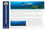 The Bahamas: Shark Diving Capital of the World · Sharks under Threat Sharks have been swimming the world’s oceans for more than 400 million years. They have survived multiple mass