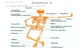 Skeletal System Tour Lab Station 1 - astephensscience · Skeletal System Tour Lab 3. Is this skeleton articulated or disarticulated ? Hint: articulate (ar tik’ ye lat) – connected