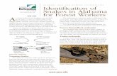 Identification of Snakes in Alabama for Forest Workers · Identification of Snakes in Alabama . for Forest Workers A s a forest worker in the Southeast, you are likely . to encounter