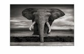 Elephant Drinking, Amboseli 2007. Killed by Poachers, 2009 · ACROSS THE RAVAGED LAND by NICK BRANDT Take a look at the elephant in the photo on the previous page. His name is Igor