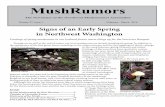 MushRumors - Northwest Mushroomers Association · Mushrooms Demystified, some people eat it, but why they eat it, mystifies me. It is not recommended as an edible. Brain Mushroom