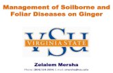 Management of Soilborne and Foliar Diseases on …In: The Agronomy and Economy of Turmeric and Ginger: The Invaluable Medicinal Spice Crops. Page 409-426. Elsevier Inc. Trujillo E.