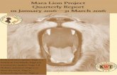 Mara Lion Project Mara Cheetah Project | Annual Report ... · Musiara area (the home of the Marsh Pride) on any given day will show you lions in the Reserve and a shimmer of livestock
