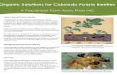 Organic Solutions for Colorado Potato Beetles · without hur