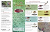 The future of salmon is in your hands - King County, …Lake Washington/Cedar/Sammamish Watershed (WRIA 8) King County Meet seven salmon species Many types of salmon and trout spawn