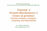 Tutorial 4 Protein Biochemistry 2 Genes to proteinshelper.ipam.ucla.edu/publications/cmtut/cmtut_6309.pdf · Tutorial 4 Protein Biochemistry 2 Genes to proteins: Protein synthesis,
