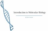 Introduction to Molecular Biology - KSU FacultyIntroduction to Molecular Biology . Marks Distribution Total = 25 Final =10 Quiz = 5 Report = 5 Homework =2 Presentation = 3 2. What