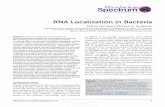 RNA Localization in Bacteriafeilab.uchicago.edu/publications/2018_microbiology_spectrum.pdf · provide novel insights into RNA localization in bacteria. INTRODUCTION Spatial and temporal