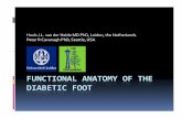 Functional Anatomy of the Diabetic Foot Cavanagh …...AdAndersen H. Al dAccelerated atrophhy off lower leg andd foot muscles: a follow‐up study of long‐term diabetic polyneuropathyusing