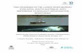 FISH SPAWNING IN THE LOWER RIVER MURRAY ICON SITES, SOUTH AUSTRALIA: WITH REFERENCE … · 2015-02-28 · WITH REFERENCE TO DROUGHT INTERVENTION MONITORING SARDI Aquatic Sciences