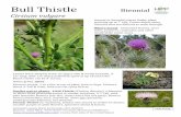 Bull Thistle Biennial - Harpswell Heritage Land Trust · 2019-01-14 · Bull Thistle Biennial Cirsium vulgare sides, pastures Leaves lance-shaped, hairy on upper side & wooly beneath,