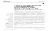 A detailed view of the intracellular transcriptome of ... · 1, Rolf Hilker 1,2,GopalaK.Mannala 1, Katrin Gentil 1, Markus Weigel 1, Neda Farmani 1, Anita C. Windhorst 3, Alexander