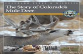 The Story of Coloardo's Mule Deer - Colorado Parks and ...browse for food, and cover for security. Mule deer are found in the greatest num - bers in western Colorado shrublands. While