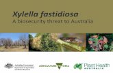 A biosecurity threat to Australia - Plant Health Australia · Xylella fastidiosa - A biosecurity threat to Australia 13 Olive decline in Italy • Initially unclear cause of a new