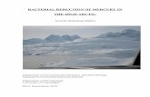 BACTERIAL REDUCTION OF MERCURY IN THE HIGH ARCTIC · In snow, Hg resistant bacteria accounted for up to 31% of the culturable bacteria, but were below 2% in freshwater and sea-ice.