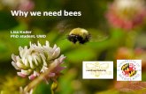 Why we need bees - University of Maryland, College …...Why we need bees Lisa Kuder PhD student, UMD Importance of Bee Pollination With and without bees Whole Foods & Xerces $15-18