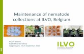 Maintenance of nematode collections at ILVO, Belgium · Potato cyst nematodes. all potato cysts are stored at this moment, no culturing • about 40 populations: many cysts in sealed