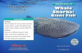 Whale Sharks: Whale Sharks - cpb-ca-c1.wpmucdn.com · Whale sharks have gathering places around the world . The largest, called the Afuera (Spanish for “out” or “outside”),