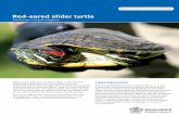 Red-eared slider turtle - Department of Agriculture and ... · Native to the USA, the red-eared slider is a freshwater turtle with a distinctive red strip behind each ear. Red-eared