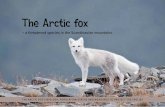 The Arctic fox - NINA naturforskning · 2012-12-14 · The arctic fox is extremely well-adapted to life in the arctic. its body shape, insulating fur and an efficient metabolism reduce