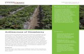 Anthracnose of Strawberry · 2017-09-28 · Disease Management Pre-plant control measures: Because anthracnose—resistant strawberry cultivars are not yet available, the most essential