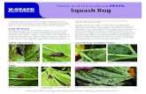 MF3308 Squash Bug: Home and Horticultural Peststhat may be regulating populations of other insect or mite pests, apply insecticides in the early morning or late evening when pollinators