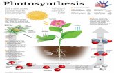 Photosynthesis - AMAZING 8TH GRADE SCIENTISTS · Photosynthesis KIDS DISCOVER Carbon dioxide From the air Chlorophyll Present in cells of green plants END RESULT The oxygen which