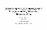 Workshop 6: DNA Methylation Analysis using Bisulfite ...Workshop 6 Outline Day 1: Introduction to DNA methylation & WGBS Quick review of linux, Hoffman2 and high-throughput sequencing