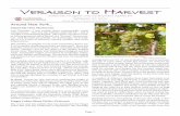 Veraison to HarVest - Viticulture...Page 1 Veraison to HarVest Statewide Vineyard Crop Development Update #5 September 30, 2016 Edited by Tim Martinson and Chris Gerling average just