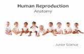 Human Reproduction - Weebly · human reproduction: • fertile period in the menstrual cycle • sexual intercourse • fertilisation is the fusion between male and female gametes