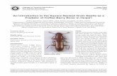 An Introduction to the Square-Necked Grain Beetle as a ... The predatory behavior of the square-necked