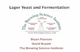 Lager Yeast and Fermentation - Brewing Science · 2020-02-14 · Fermentation •Primary Fermentation, 45-58°F common for American Lagers •Secondary Fermentation generally cooler,