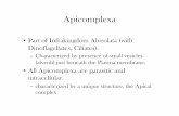 •Part of Infrakingdom Alveolata (with Dinoflagellates ...adamson/Biol328/B328apicomplexa.pdf · •Part of Infrakingdom Alveolata (with Dinoflagellates, Ciliates). –Characterized