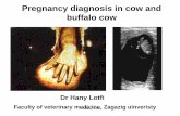 Pregnancy diagnosis in cow and buffalo cowaymanmesalam.weebly.com/uploads/2/7/9/7/27974939/3_pregnancy_diagnosis_final.pdfMethod of pregnancy diagnosis General idea of different methods