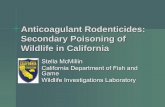 Anticoagulant Rodenticides: Secondary Poisoning of ...caforestpestcouncil.org/wp-content/uploads/2013/01/stella-Mcmillin.pdf · Raptors in California (Lima and Salmon 2010) Tested