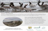 PACIFIC BROWN PELICAN SURVEY - Audubon California...PACIFIC BROWN PELICAN SURVEY M a y 2 0 1 9 S u m m a r y R e s u l t s PROJECT BACKGROUND Started in 2016, the Pacific Brown Pelican