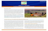 ISSUE BRIEF - American Wind and Wildlife Institute · Lesser Prairie-Chicken Range-Wide Conservation Plan The five states within the range of lesser prairie-chickens (Texas, New Mexico,