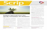Scrip · The case of cannabidiol highlights the fragmenta-tion of regulation around cannabis and cannabis- ... together with cetuximab add hopes for its future in colorectal cancer.
