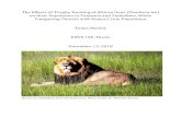 The Effects of Trophy Hunting of African lions (Panthera ... · Comparing Threats with Kenya’s Lion Population Tonya Manley ENVS 190-Thesis December 13, 2018 African lion (Panthera