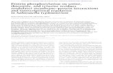 Protein phosphorylation on serine, threonine, and tyrosine ...genesdev.cshlp.org/content/9/16/2034.full.pdfthreonine, and tyrosine residues modulates membrane-protein interactions