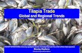 Tilapia Trade (Global and Regional Trends) · 2019-01-21 · Global Tilapia Market Trends to 2028 Prices have been constant, only fresh fillets have increased significantly 0 1 2