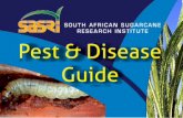 SOUTH AFRICAN SUGARCANE RESEARCH INSTITUTE Pest & … · Red stripe/Top rot/False red stripe Sour rot Red rot Pineapple sett rot Basal stem rot Brown rust Tawny rust Orange rust Brown
