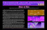Blast of Rice - LSU AgCenter€¦ · Blast of Rice Magnaporthe grisea (Hebert) Barr (anamorph: Pyricularia grisea Sacc.) Blast is the most important disease of rice worldwide and