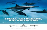 SMALL CETACEANS, BIG PROBLEMS - whalesapproximately 100,000 small whales, dolphins, and porpoises are intentionally killed each year worldwide. In most cases, these are unregulated,